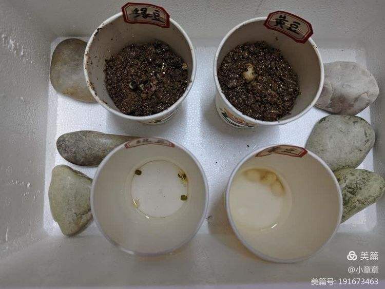 一次性杯子种黄豆(一次性纸杯黄豆有多少克)