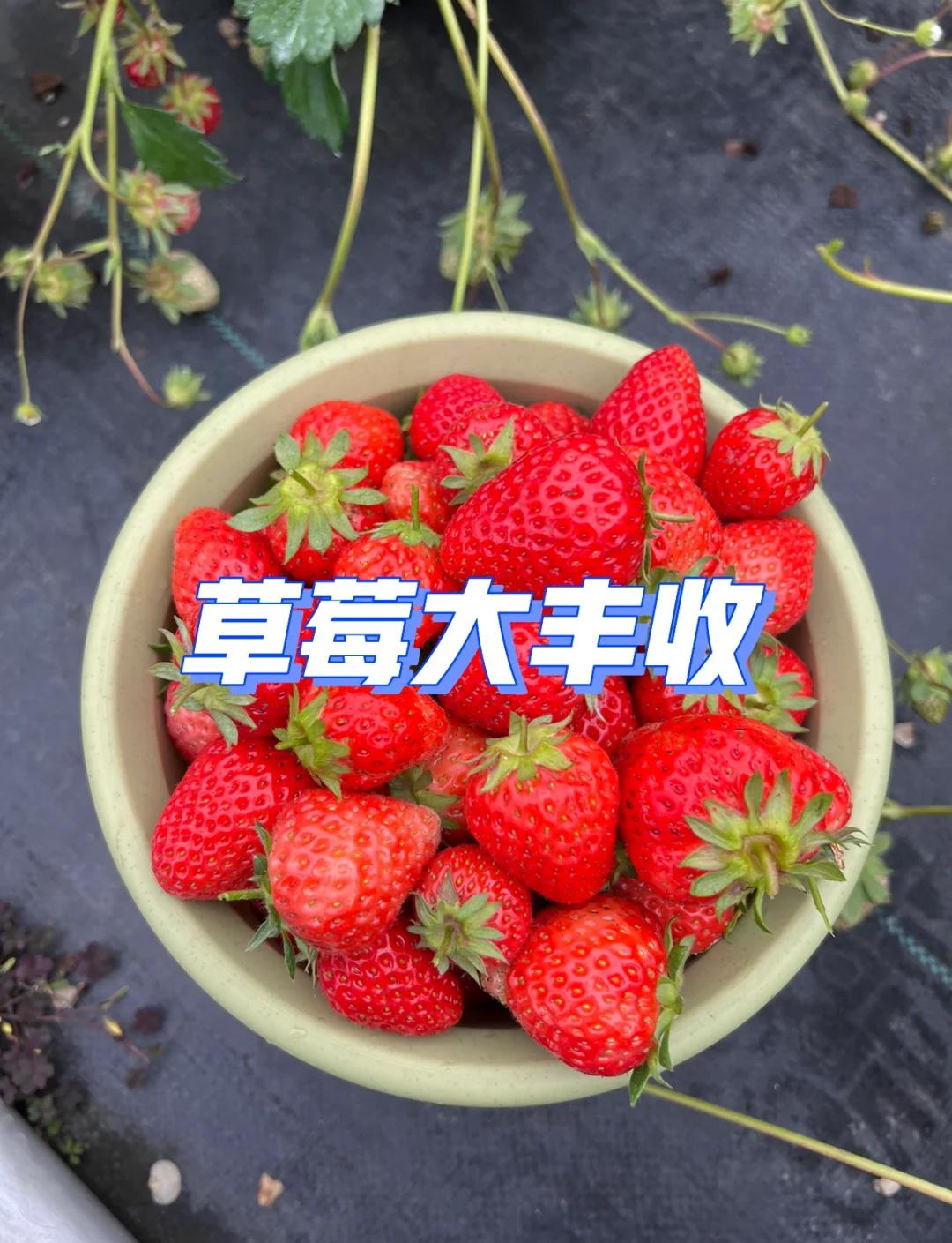 草莓盆栽如何种植(草莓盆栽种植技术及日常管理)