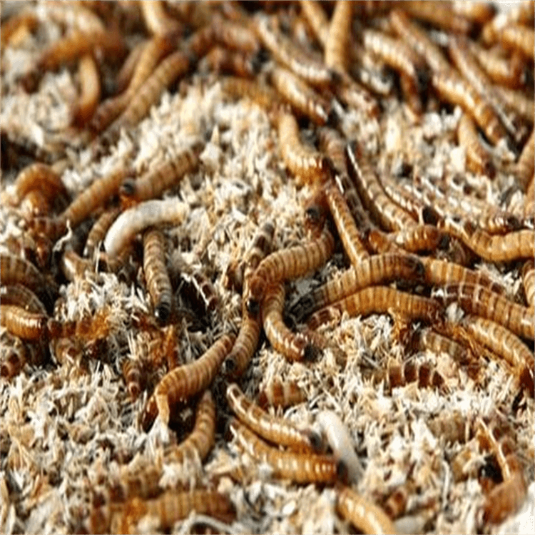蛋白虫的养殖技术(蛋白虫的养殖技术方法)