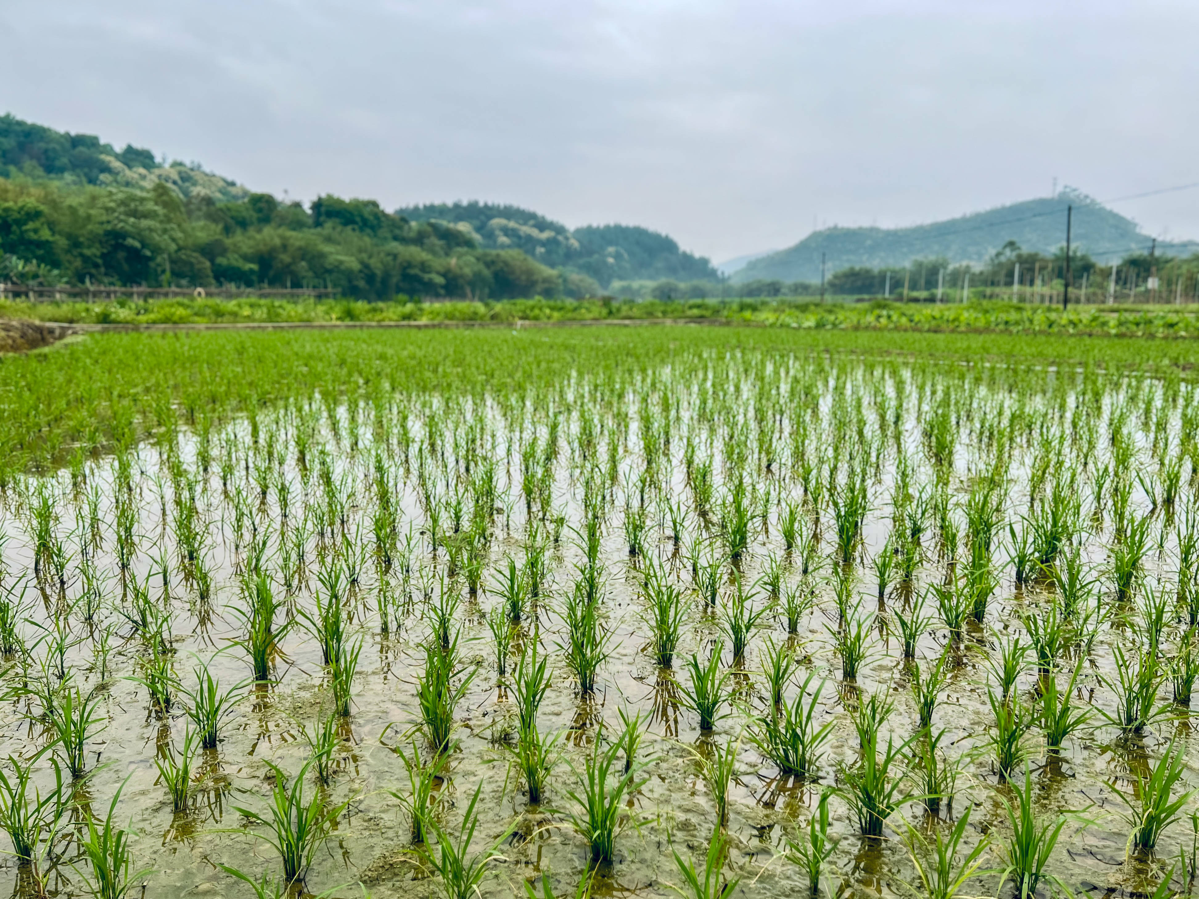全球水稻种植区(全球水稻种植区排名)