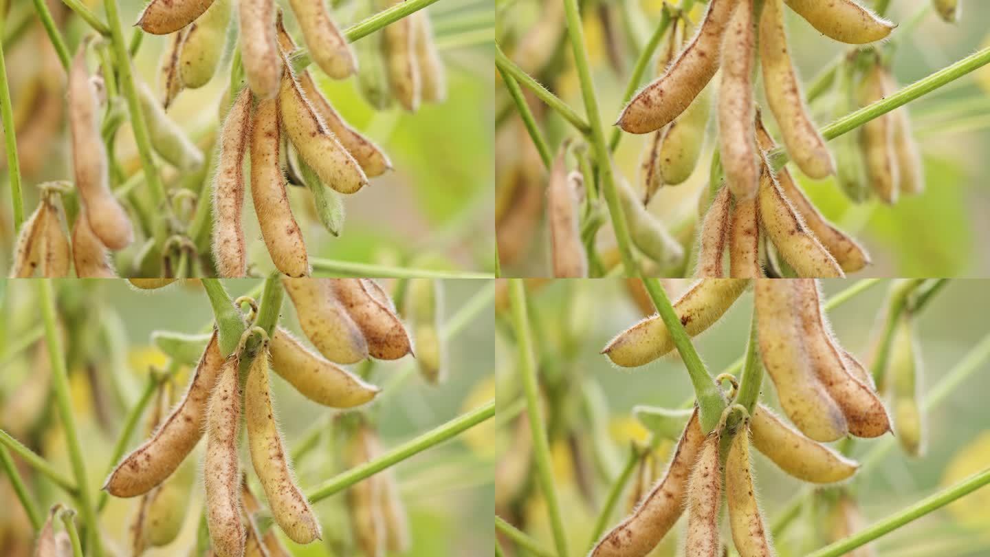 大豆种植视频(大豆种植视频素材)