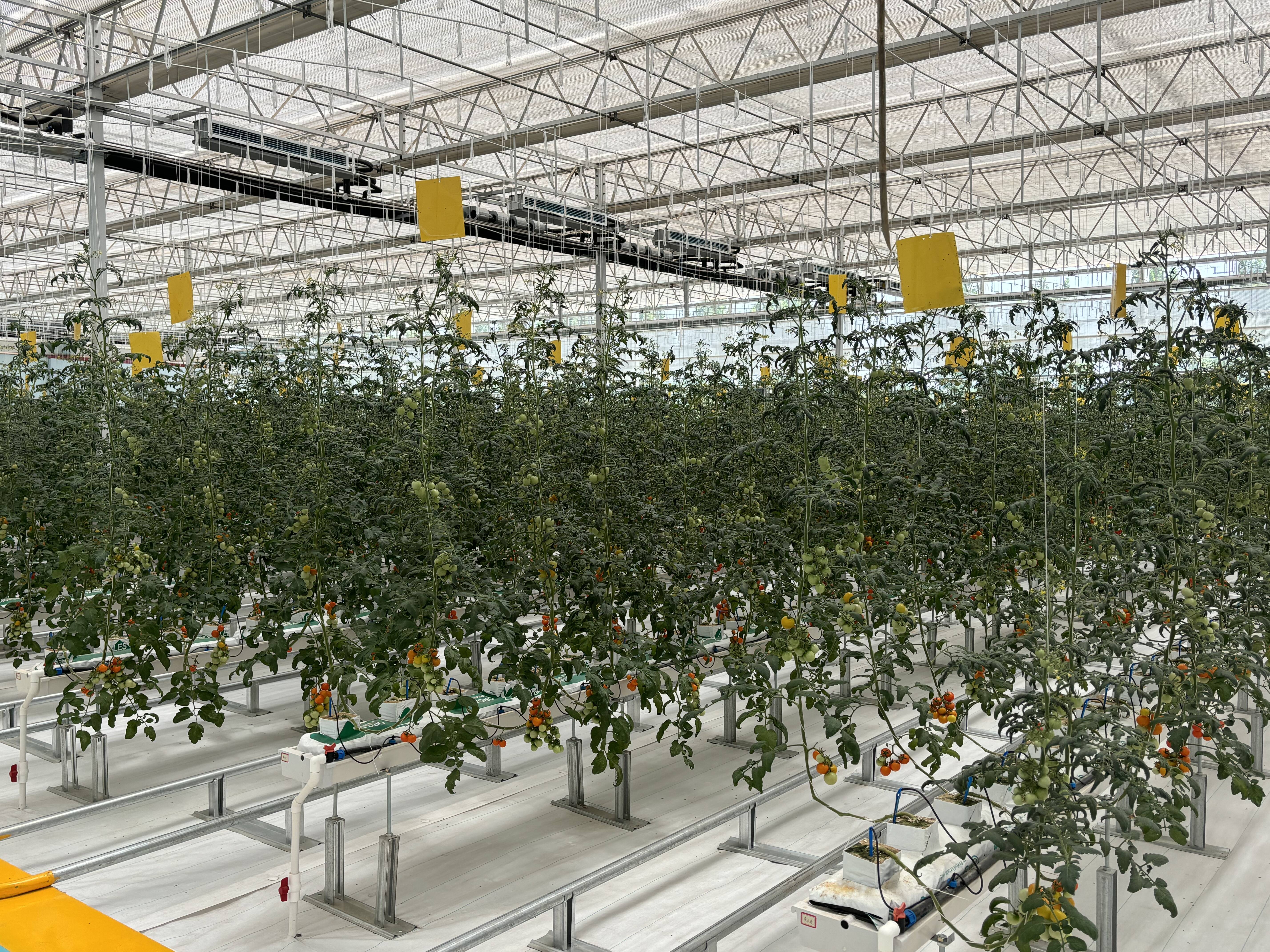冷棚蔬菜高效种植模式(冷棚蔬菜高效种植模式是什么)