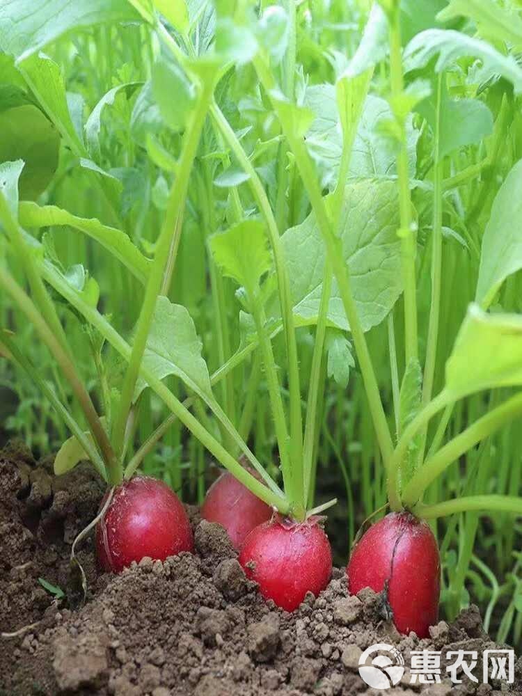 红樱桃萝卜种植(红樱桃萝卜种植技术)