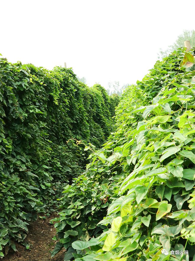 怀山种植(怀山种植视频)