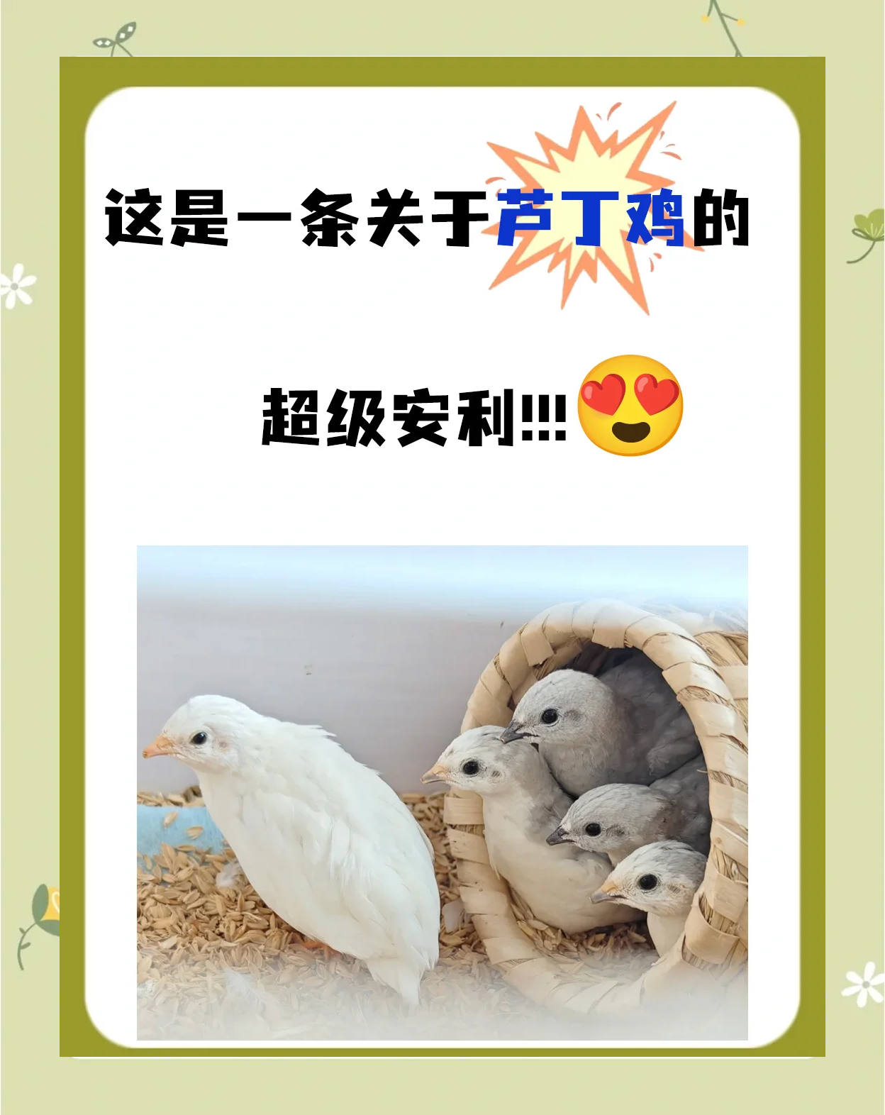 芦丁鸡怎么养(芦丁鸡怎么养容易下蛋)