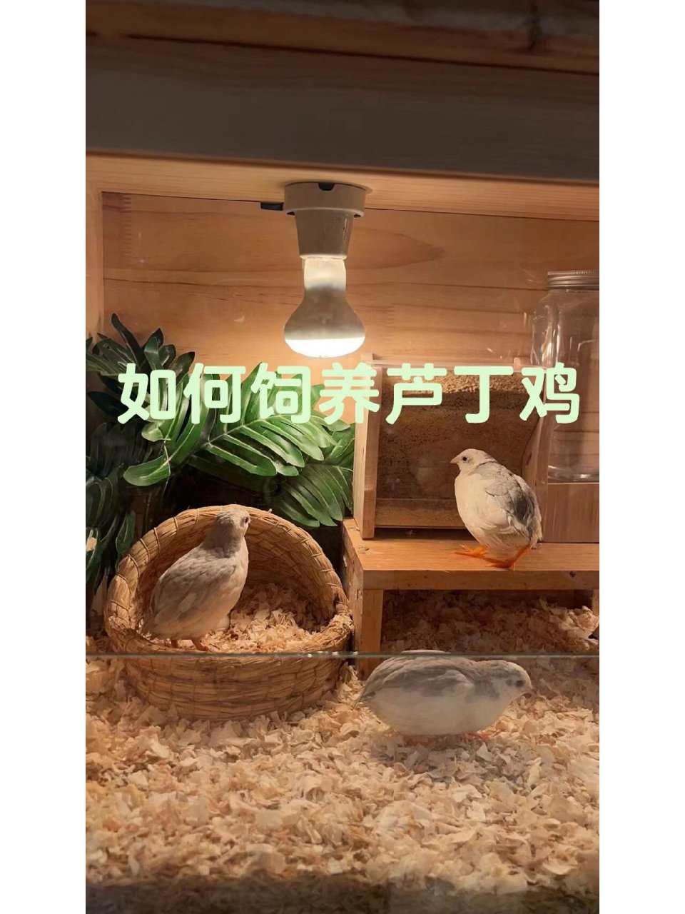 芦丁鸡怎么养(芦丁鸡怎么养容易下蛋)