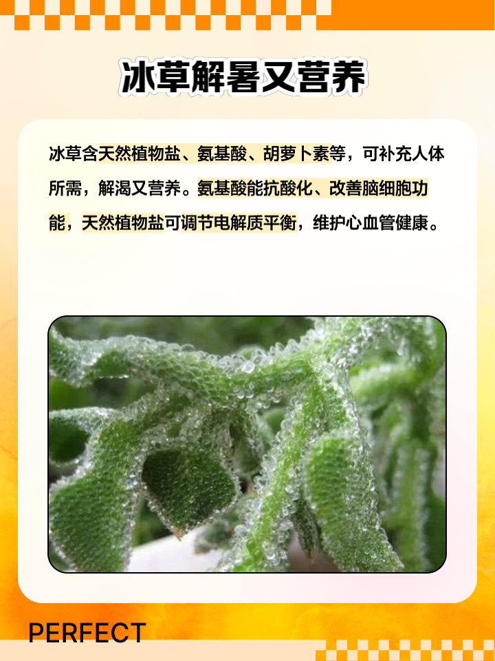 冰草有什么好处(冰草有什么功效和作用)