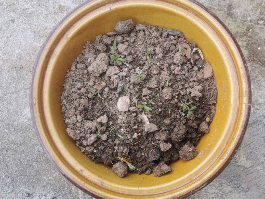 种番茄用什么土(种植番茄用什么底肥好)