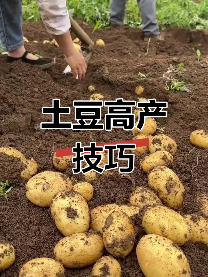 种土豆步骤(种土豆过程图片)