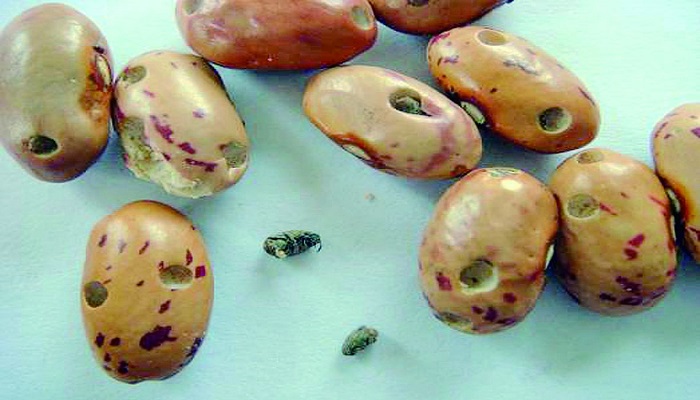 菜豆像(菜豆像昆虫档案)