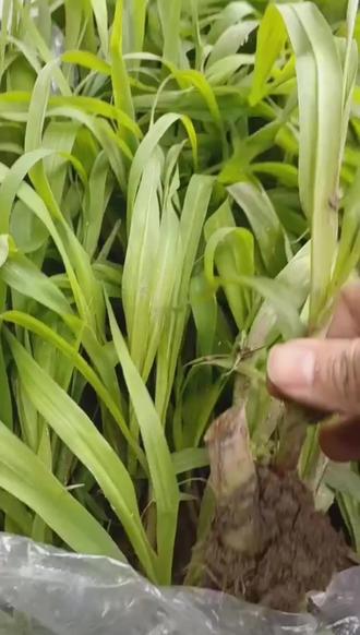 甜象草养牛技术(甜象草养猪是骗局)