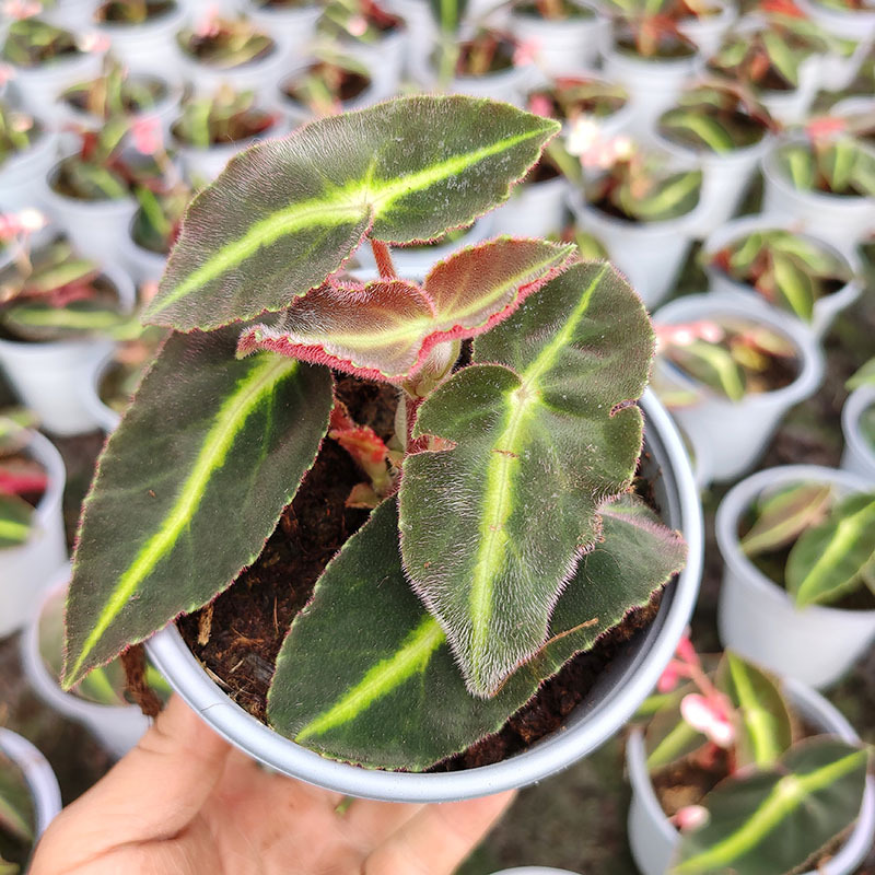 猫眼绿植的养殖方法(猫眼绿植的养殖方法视频)