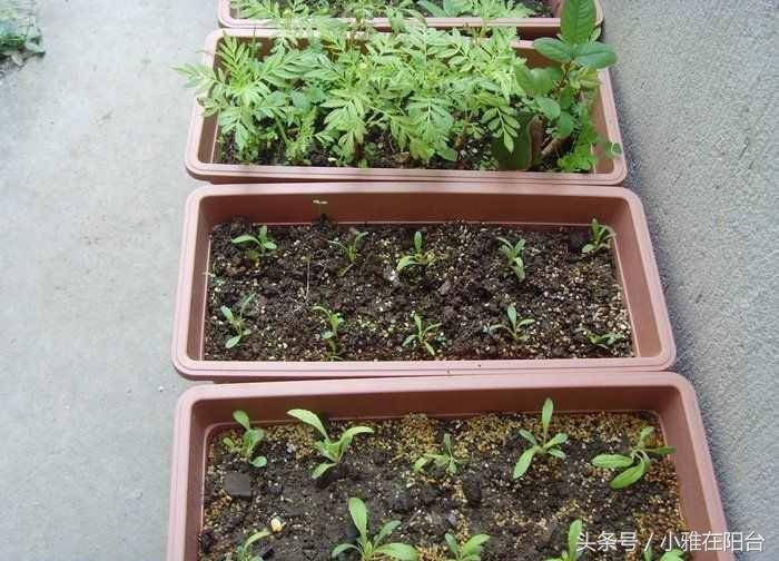 如何种青菜(青菜种完几天可以浇水)
