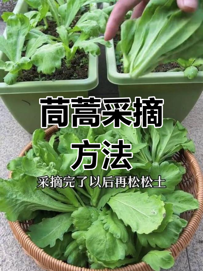 茼蒿的种植方法和步骤(茼蒿菜的功效与作用及食用方法)