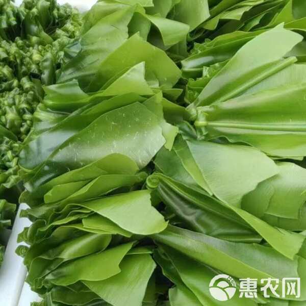 山苏菜种植方法(苏子的种植方法和技术)