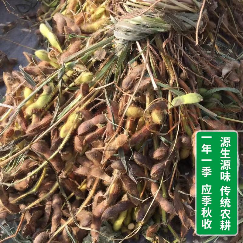 买的黄豆可以种吗(买的黄豆可以种吗图片)
