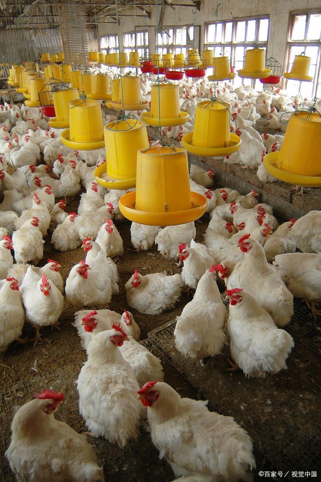 肉鸡饲养,养三万只鸡能赚多少钱,,1.24,6,低,价格词的简单介绍