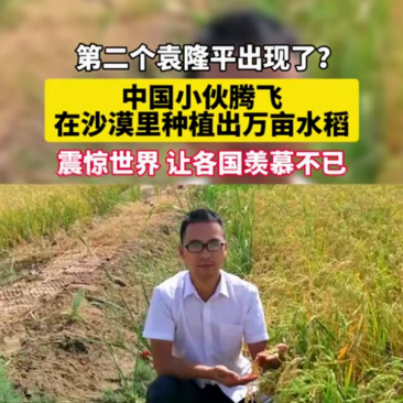 沙漠种水稻腾飞(沙漠种水稻骗局项目)