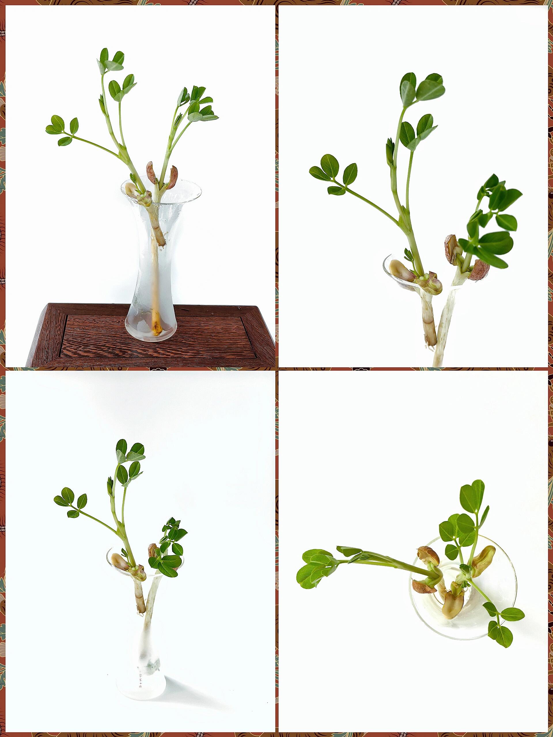 花生育苗栽培技术(花生育苗方法和时间)