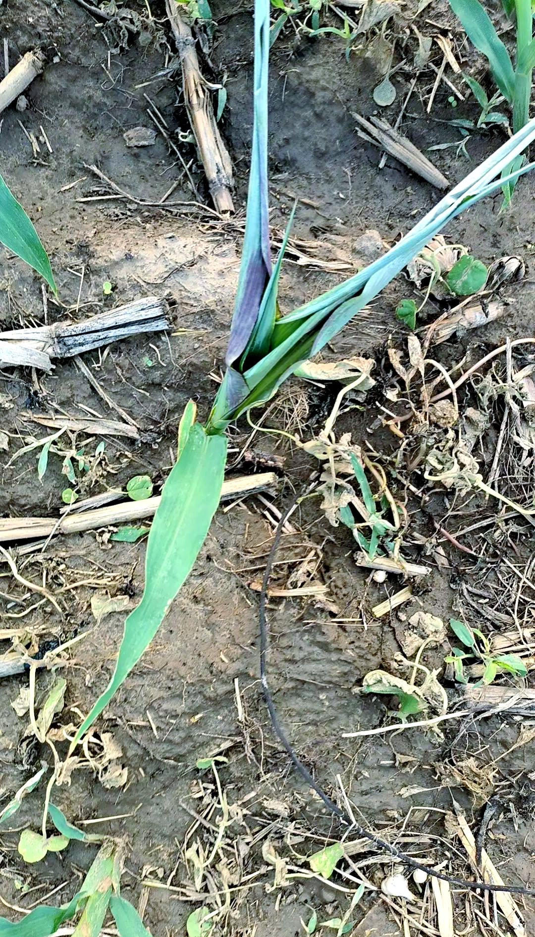 玉米除草技术(玉米除草注意事项)