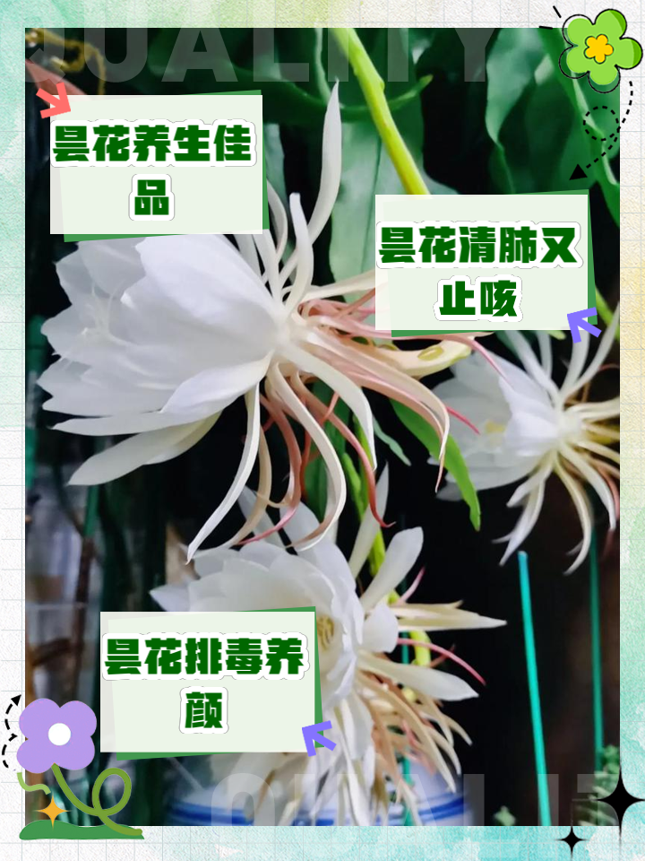 如何给昙花施肥(昙花施肥用什么肥料)