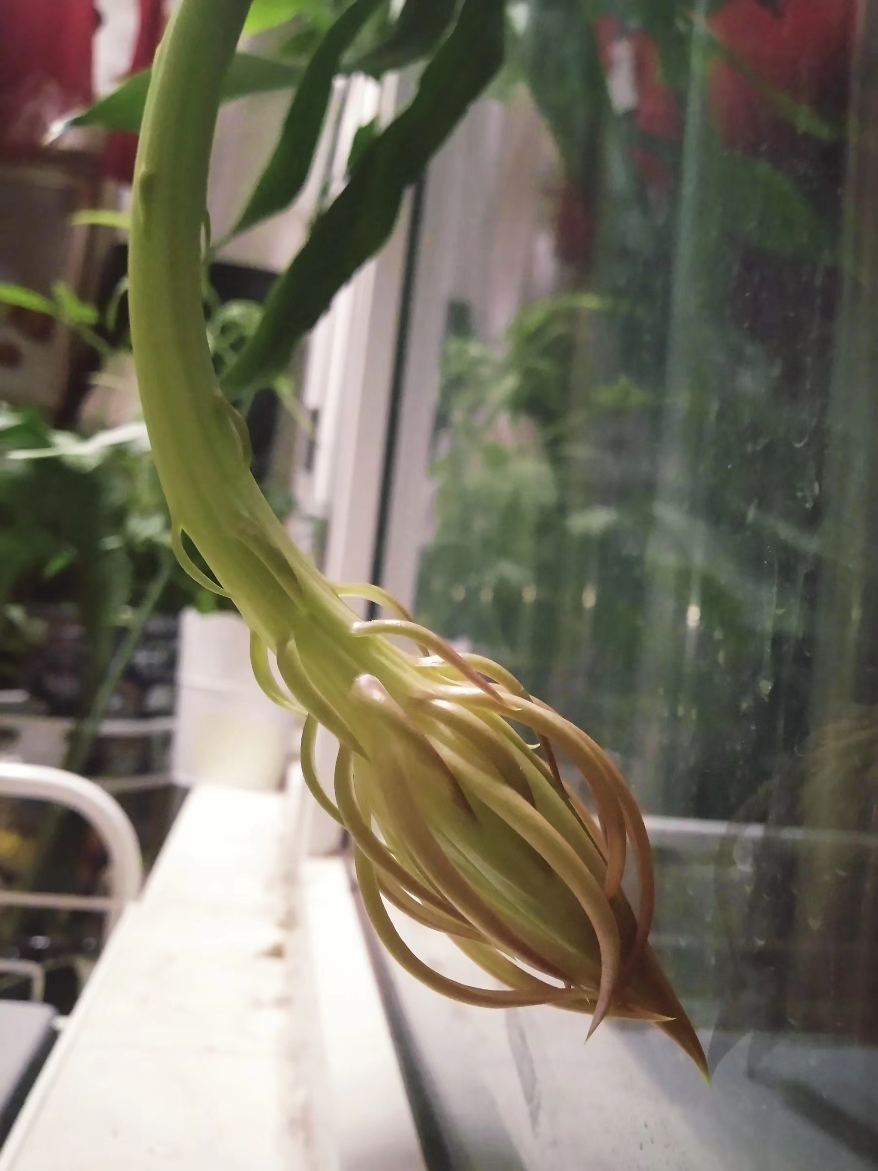 如何给昙花施肥(昙花施肥用什么肥料)