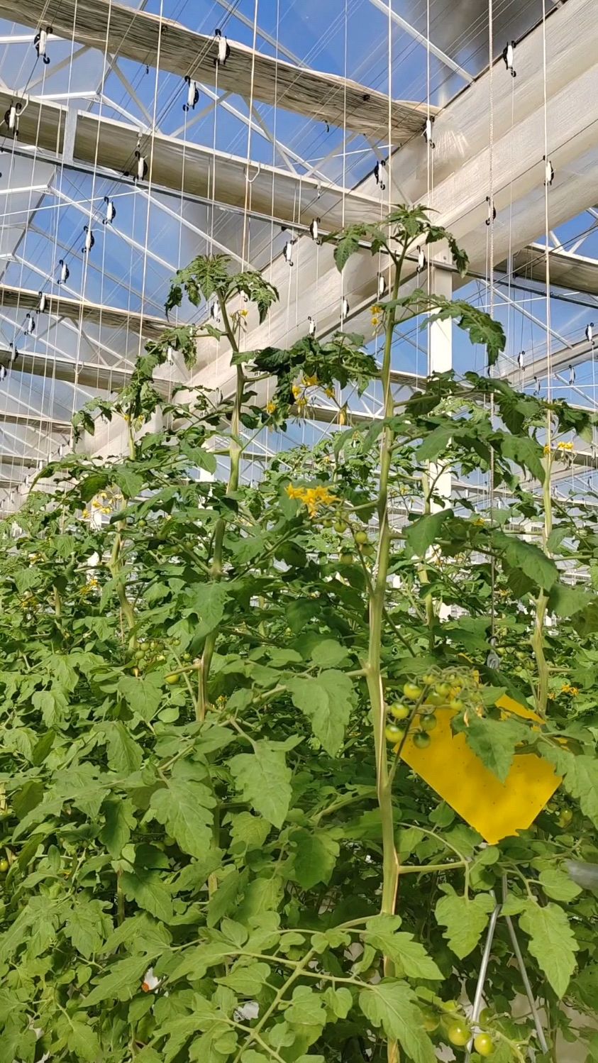 蔬菜大棚西红柿种植技术(蔬菜大棚西红柿种植技术视频)