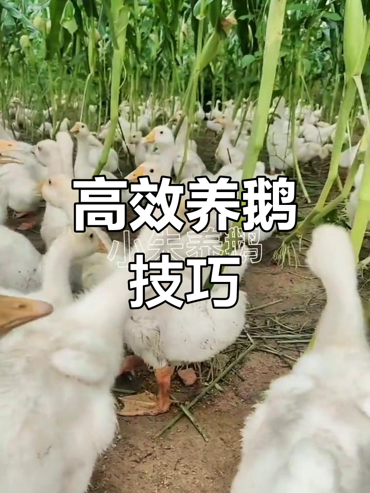 大鹅的养殖方法与技术(大鹅的养殖方法与技术图片)