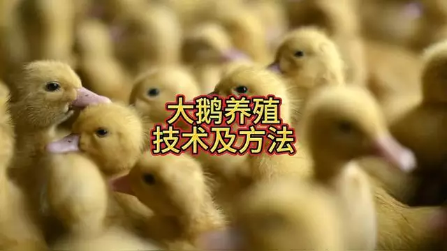 大鹅的养殖方法与技术(大鹅的养殖方法与技术图片)