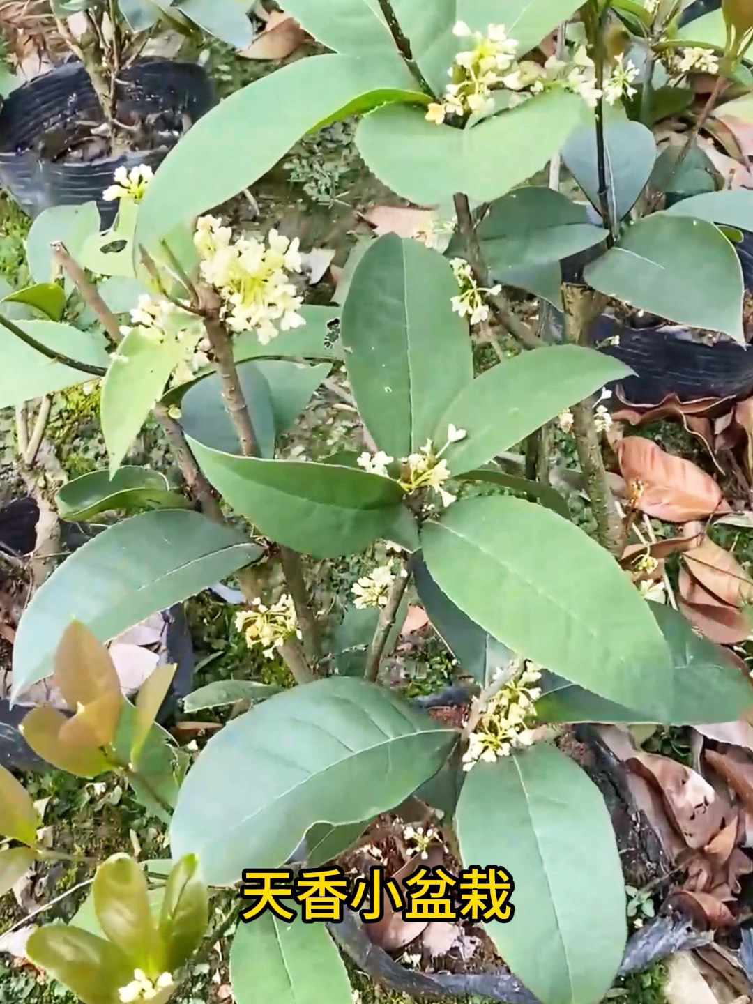 桂花如何育苗(桂花如何育苗视频)