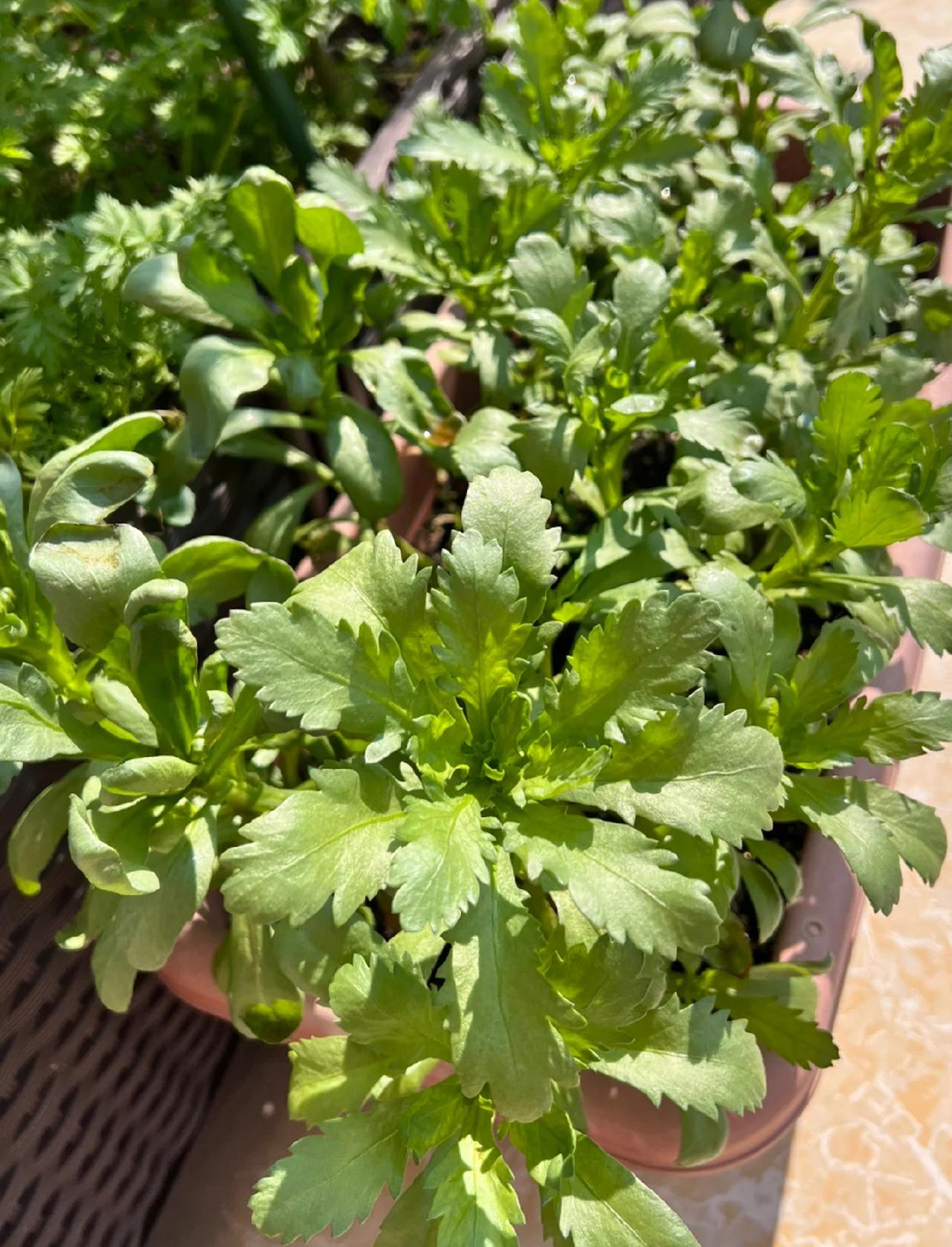 大叶茼蒿的种植方法(大叶茼蒿病害图片与防治)