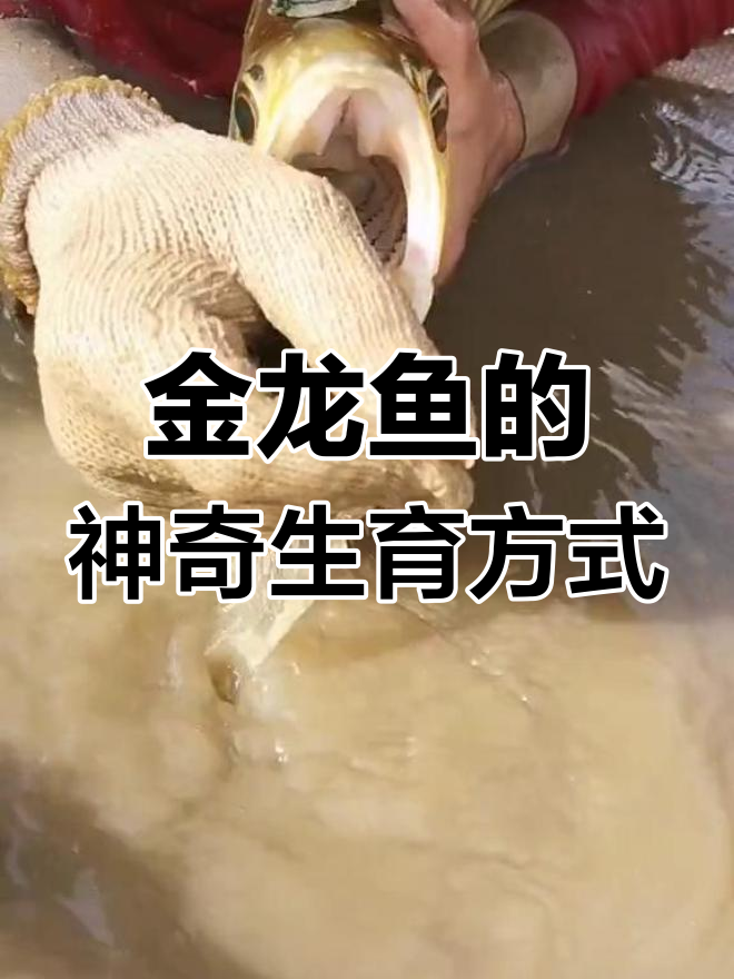 龙鱼的繁育条件(龙鱼多长时间繁殖一次)