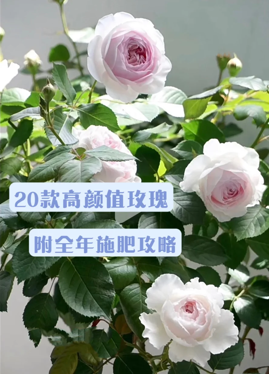 花怎么施肥(芍药花怎么施肥)