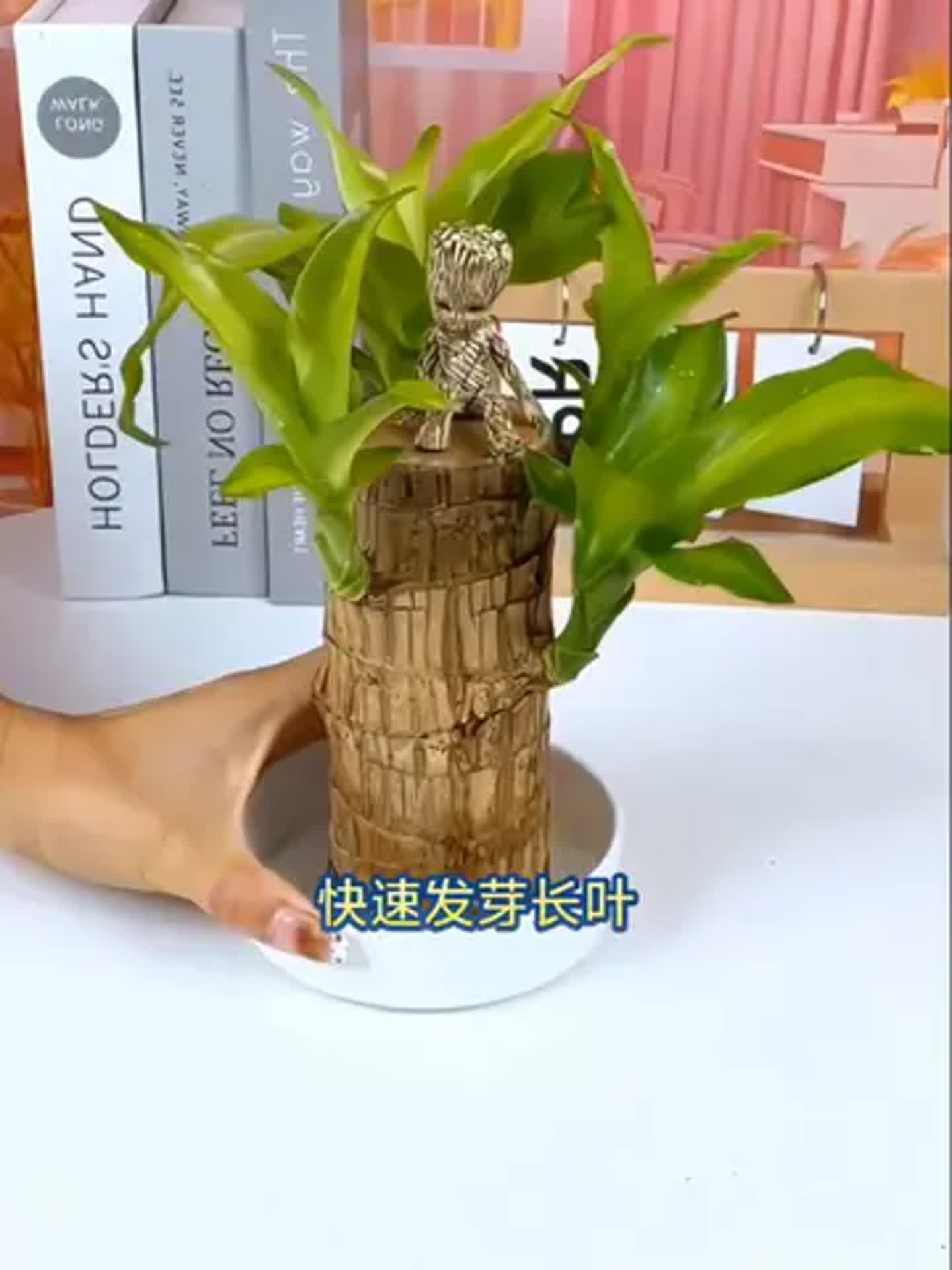巴西木水培怎么施肥(巴西木水培施肥方法视频)