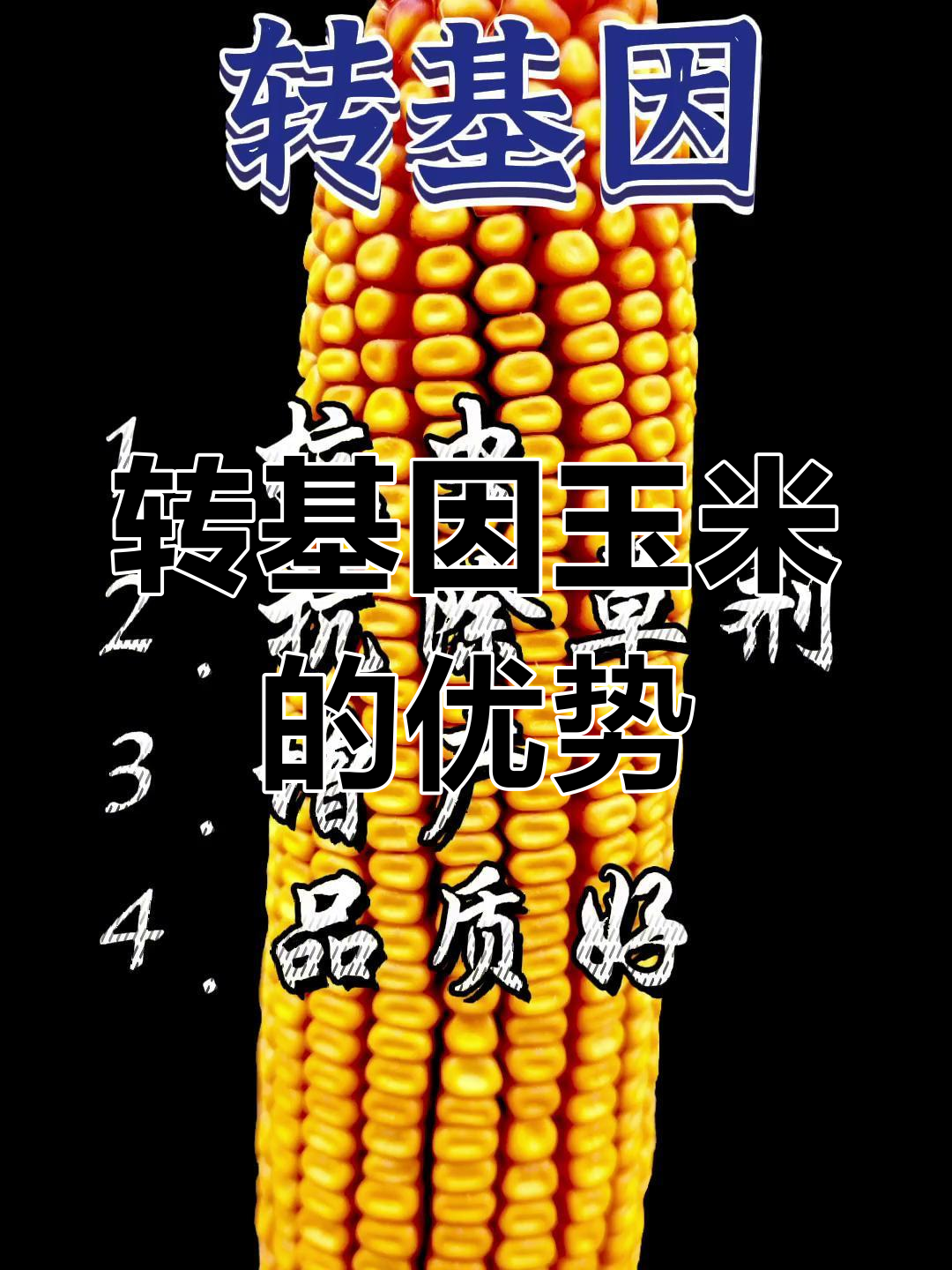 玉米12排以上是转基因是真的吗(玉米十二排是非转基因,十四排十六排是转基因吗?)