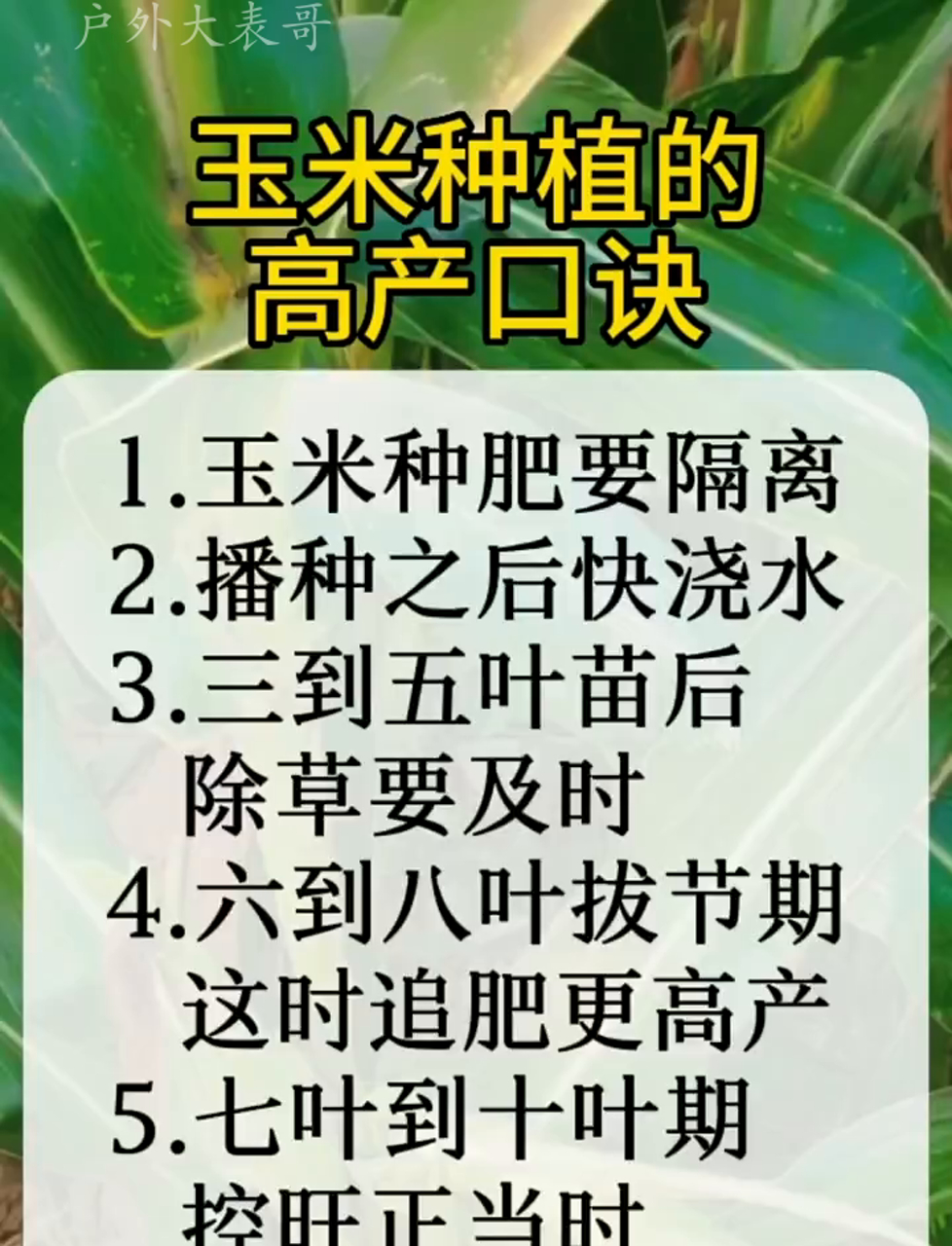 大棚能不能种玉米(大棚玉米种植时间和方法)