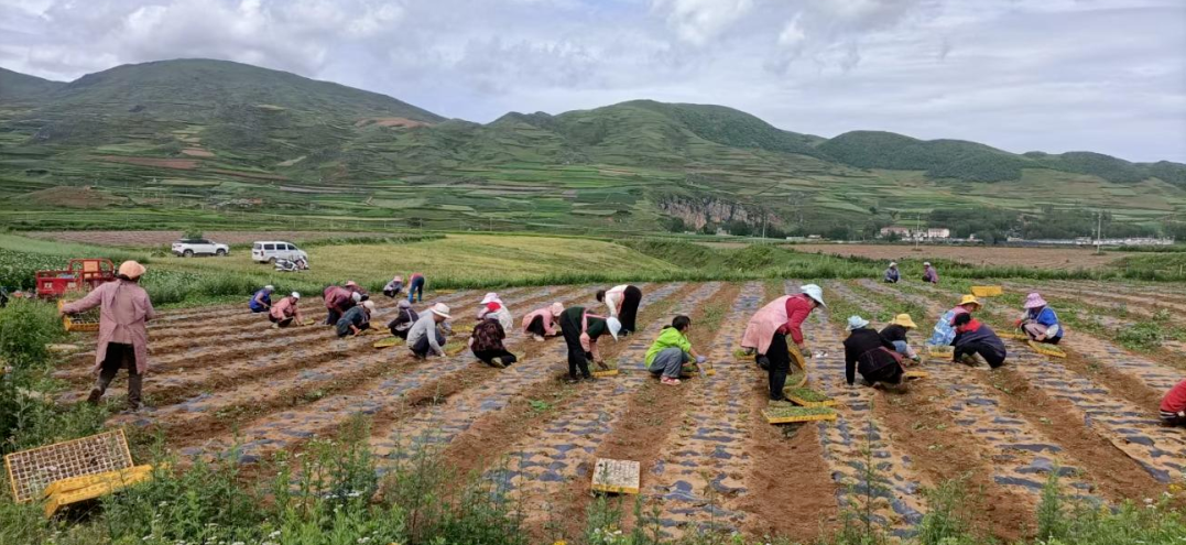 中药材育苗种植基地(中药材育苗种植基地在哪里)