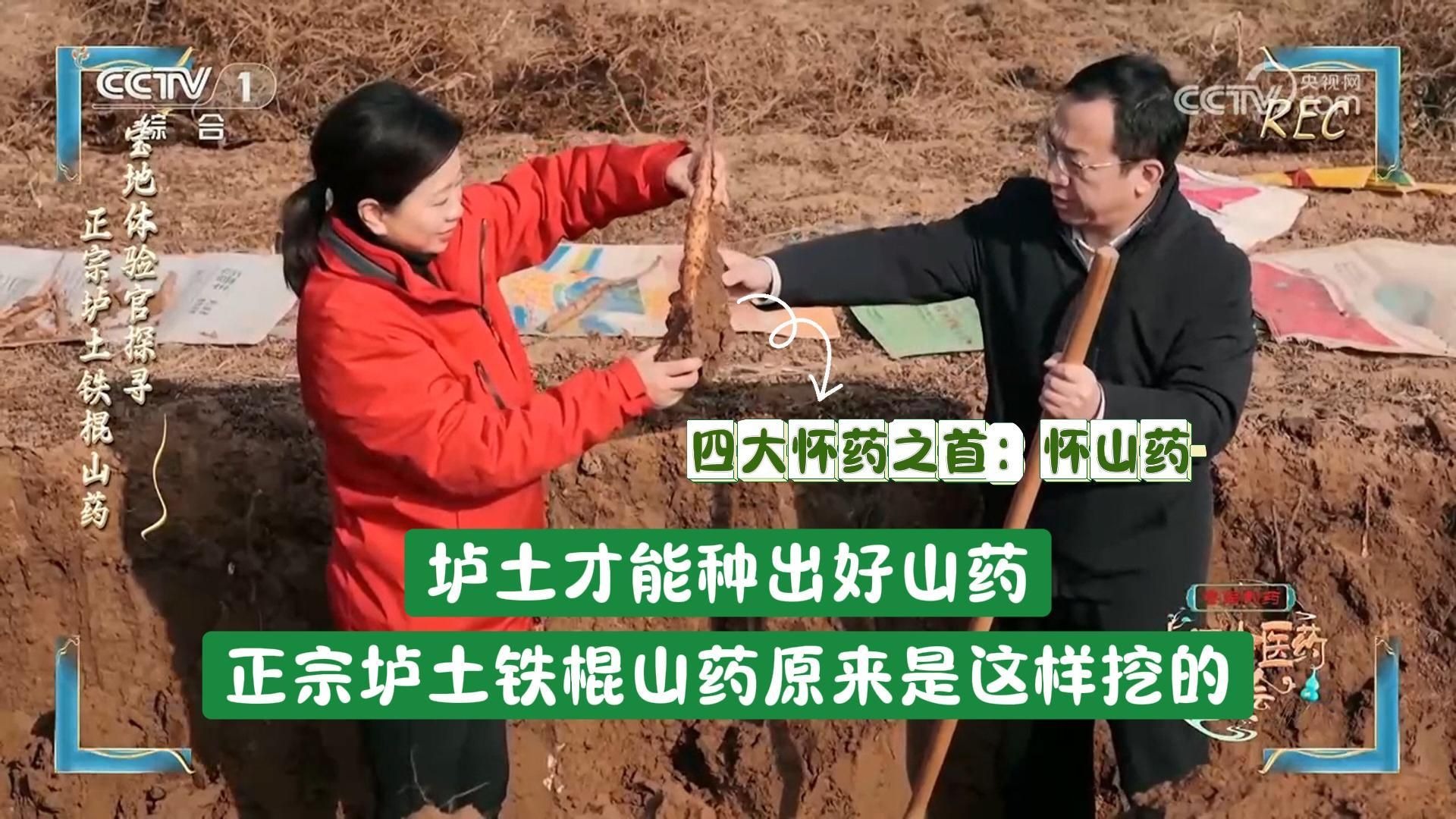 山药种几年才可以挖(山药种下去,多久才能收)
