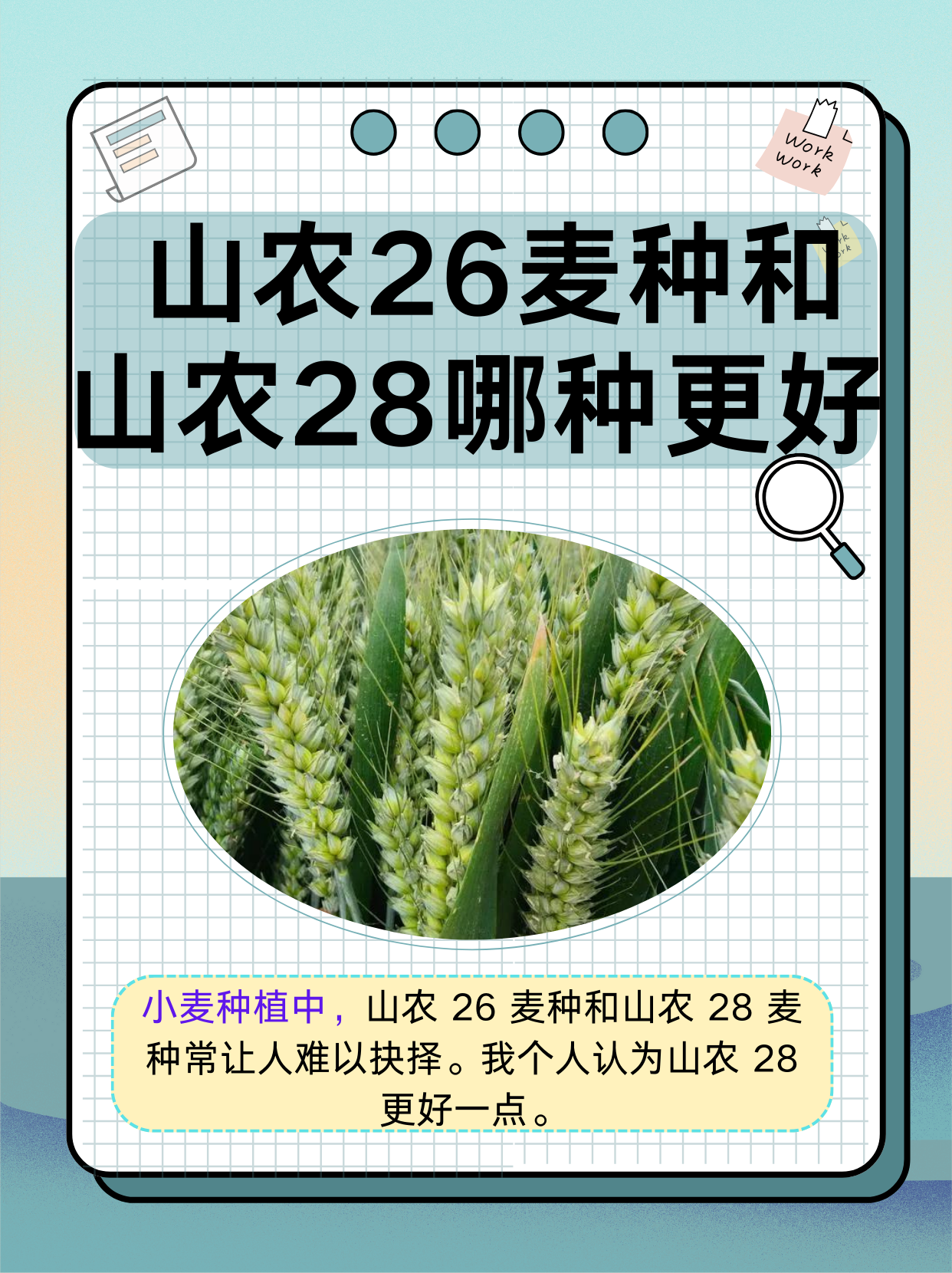 山东种小麦还是水稻(适合山东地区种植的小麦品种)