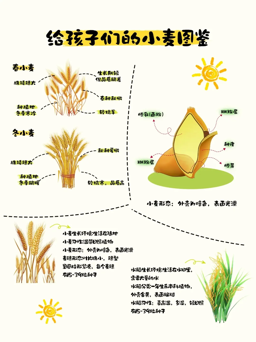 山东种小麦还是水稻(适合山东地区种植的小麦品种)