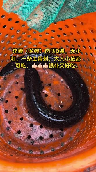 淡水鳗鱼养殖新技术(淡水鳗鱼养多久才可以出栏呢)