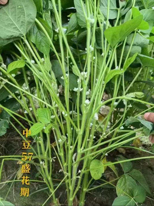 大豆高产品种有哪些品种(2024年大豆高油高产品种补贴目录)