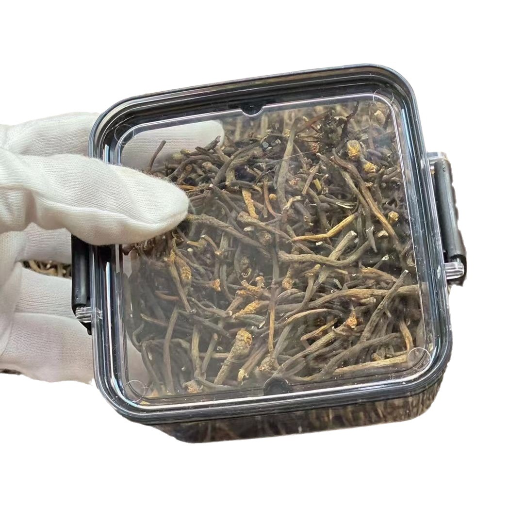 虫草断草没有头(虫草断了营养价值还在吗)