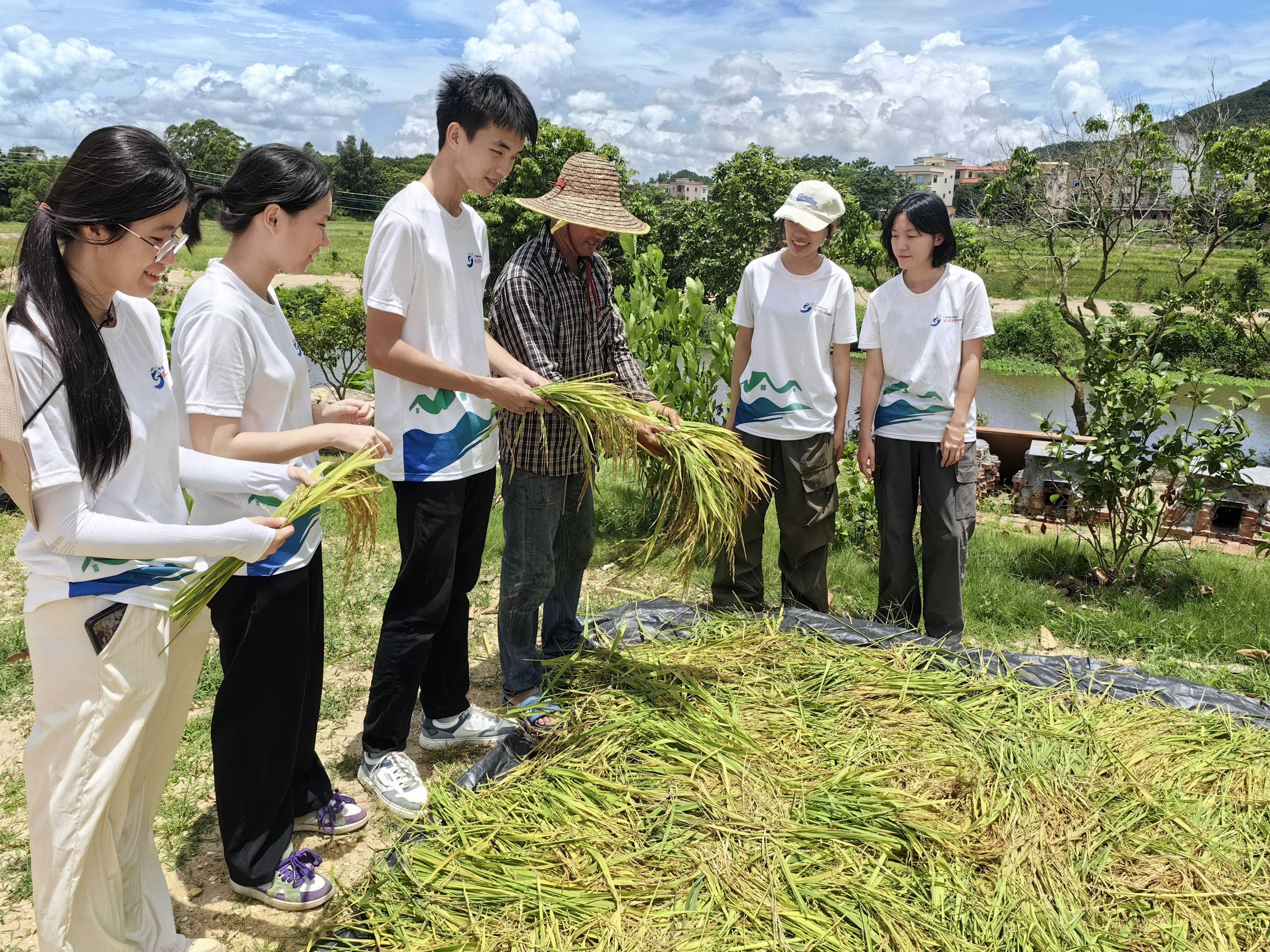 水稻种植盆(盆栽水稻种植步骤)