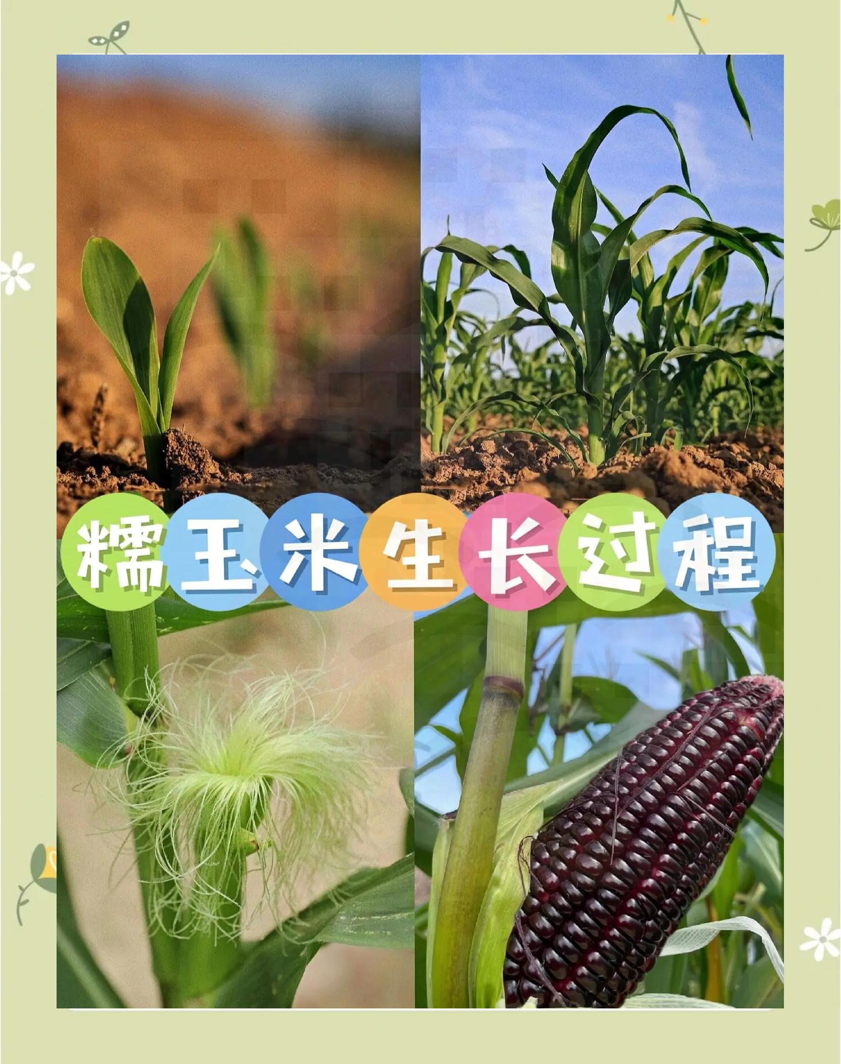 种植粘玉米有多大利润(种植黏玉米一亩地能挣多少钱)