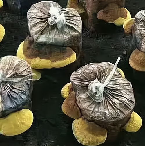 桑黄稻田种植(桑黄种植真的挣钱吗)