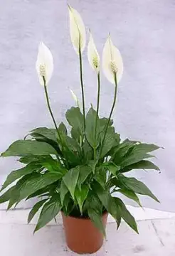 白鹤芋的养殖方法水培(白鹤芋的养殖方法水培和土培)