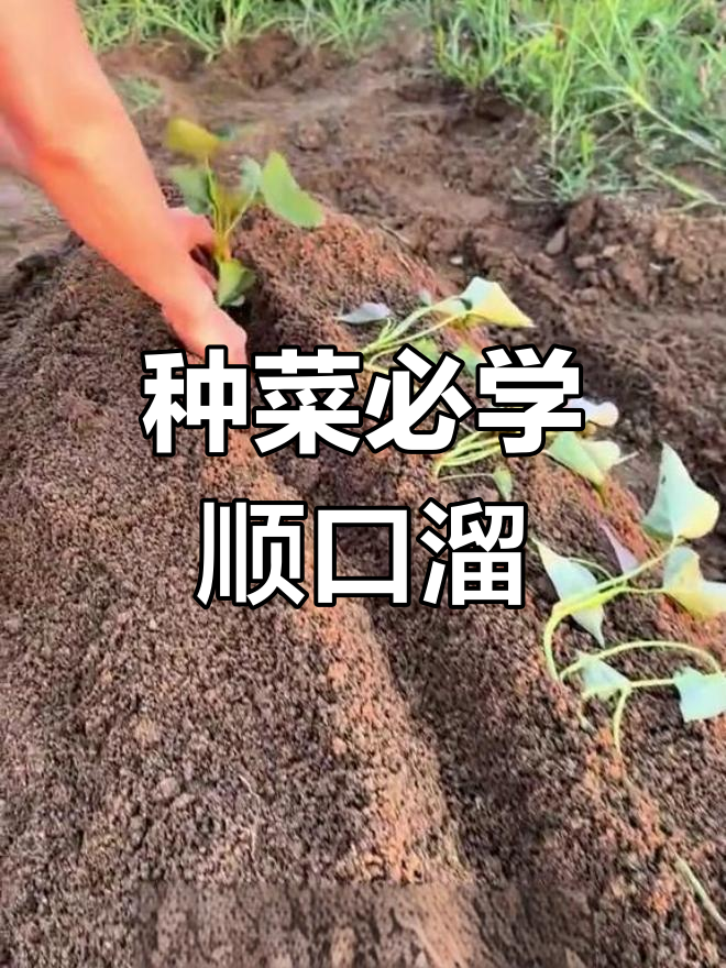 蔬菜栽培方法(蔬菜栽培方法有哪几种)