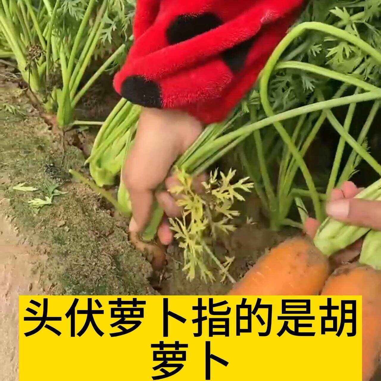 二伏种萝卜行吗(二伏种萝卜赶趟吗)