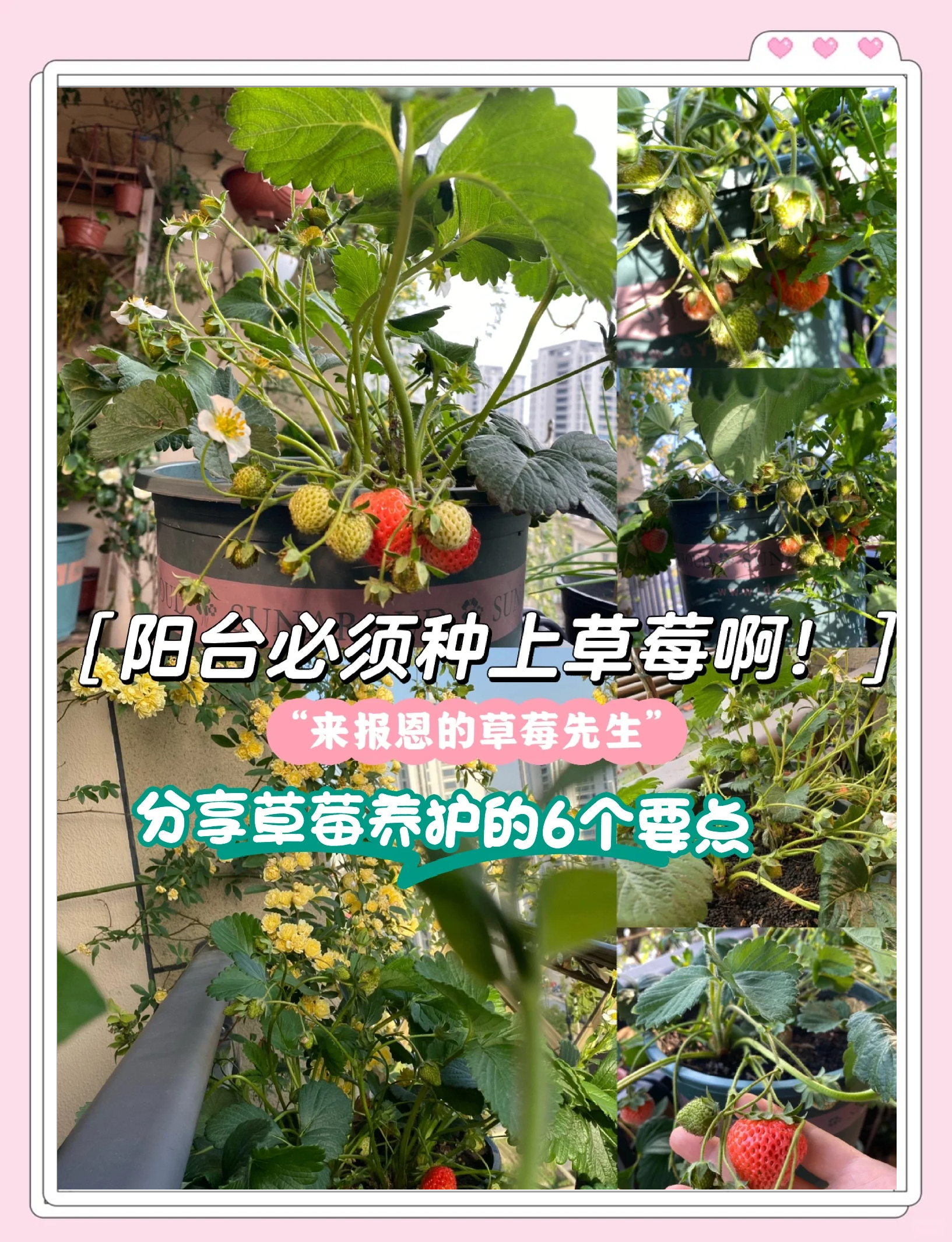 阳台种草莓的方法(阳台种草莓的方法有哪些)